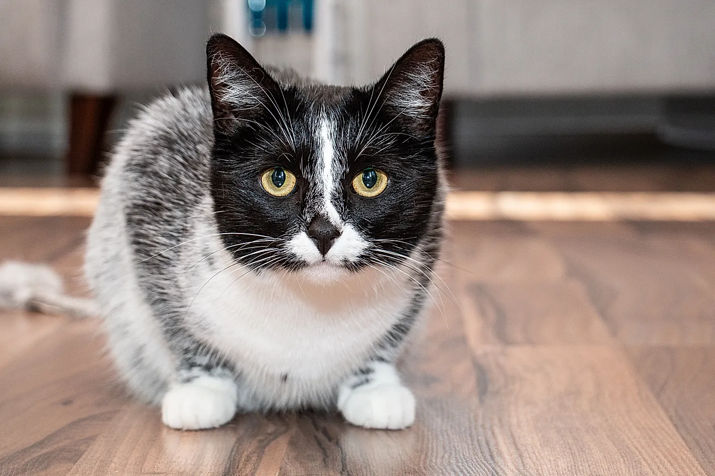 Новый окрас кошек: солёная лакрица