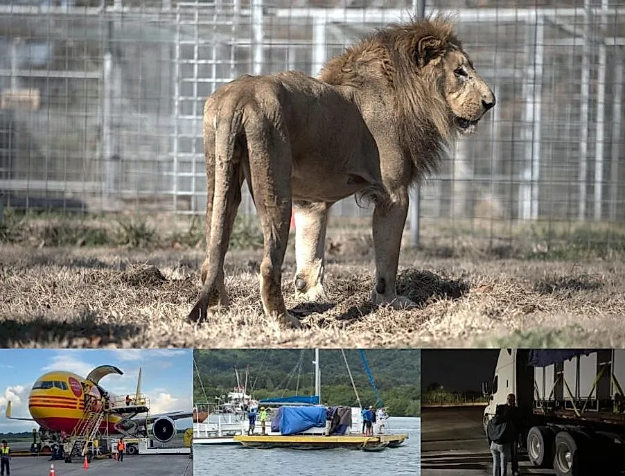 Львы в пути домой