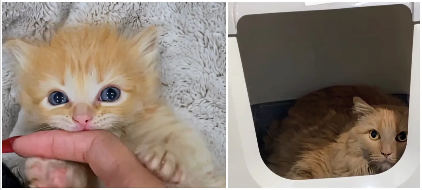 Кот Гарбандзо: как редкая удача подарила ему второй шанс