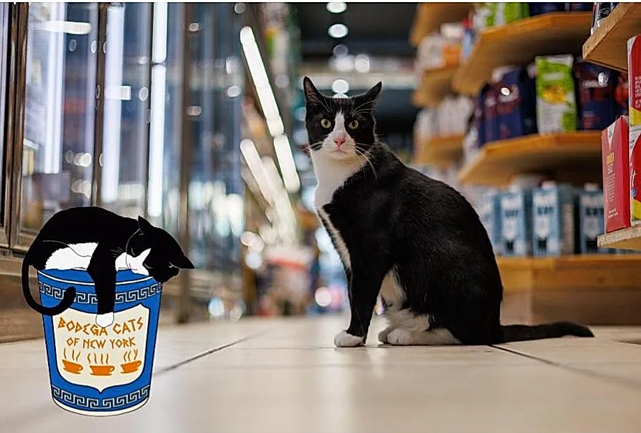Бодега без кота? Только не в Нью-Йорке! Как пушистые крысоловы стали законодательной проблемой