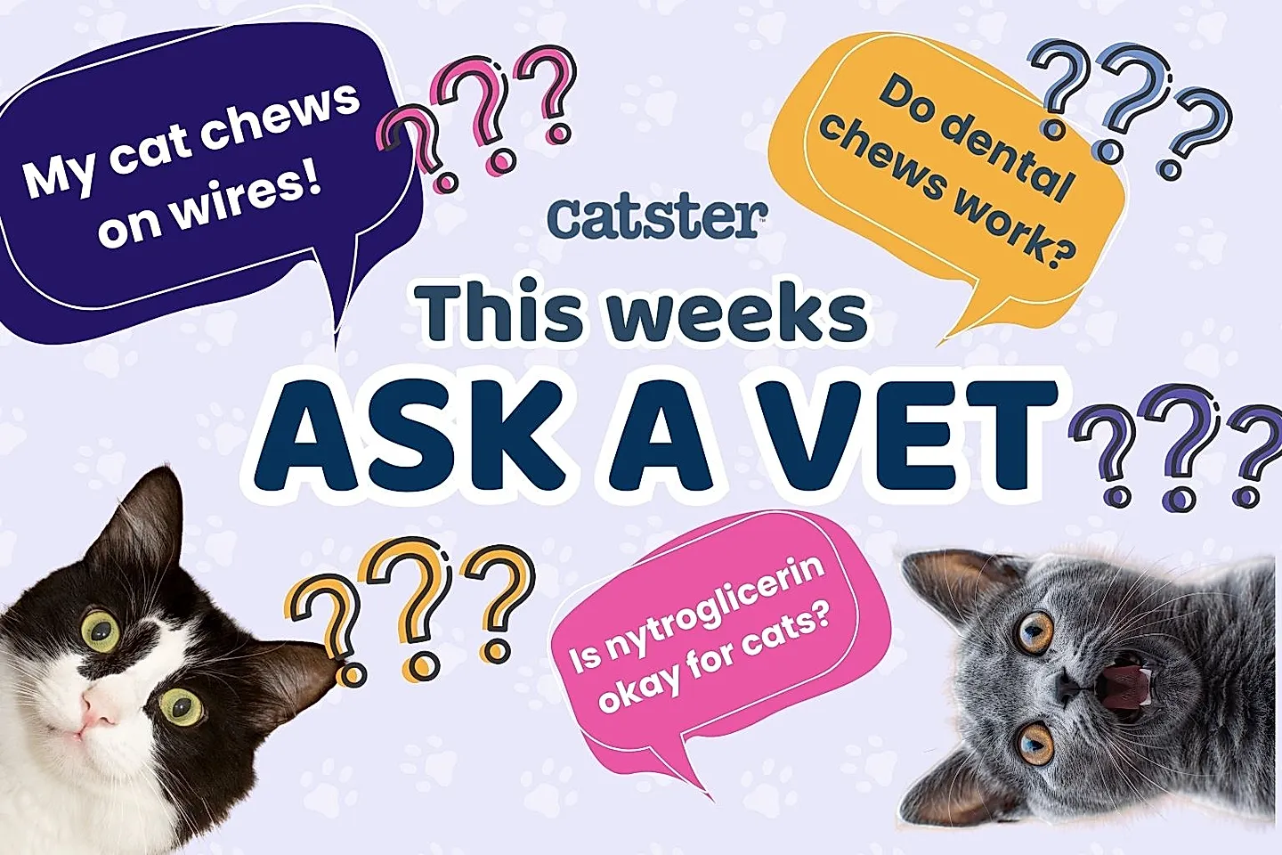 Почему коты жуют провода и другие беды