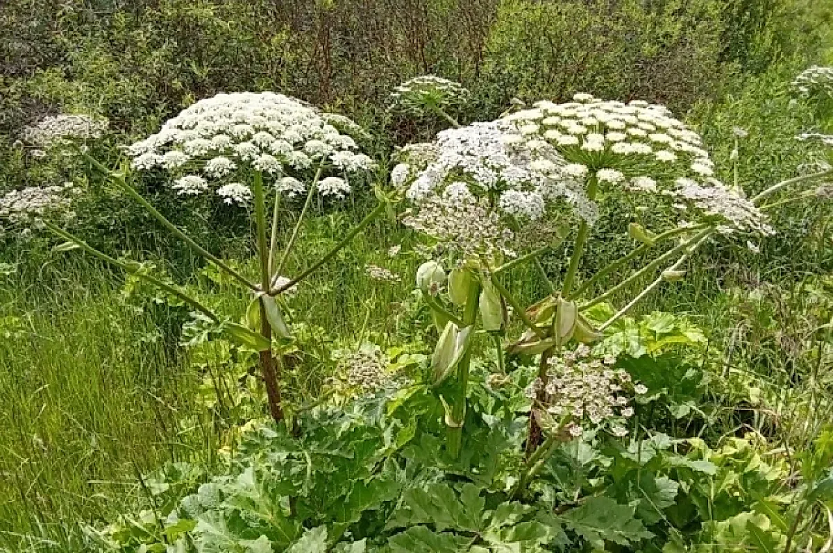 Как укротить борщевик