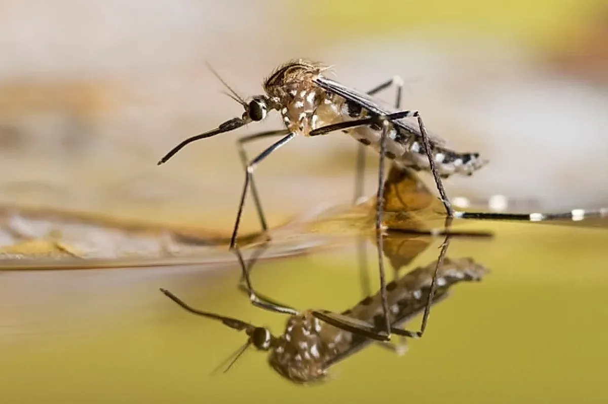 Нашествие без правил