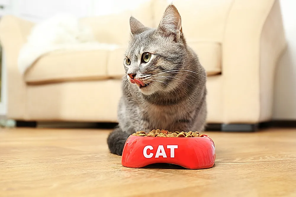 Почему кота рвёт после еды