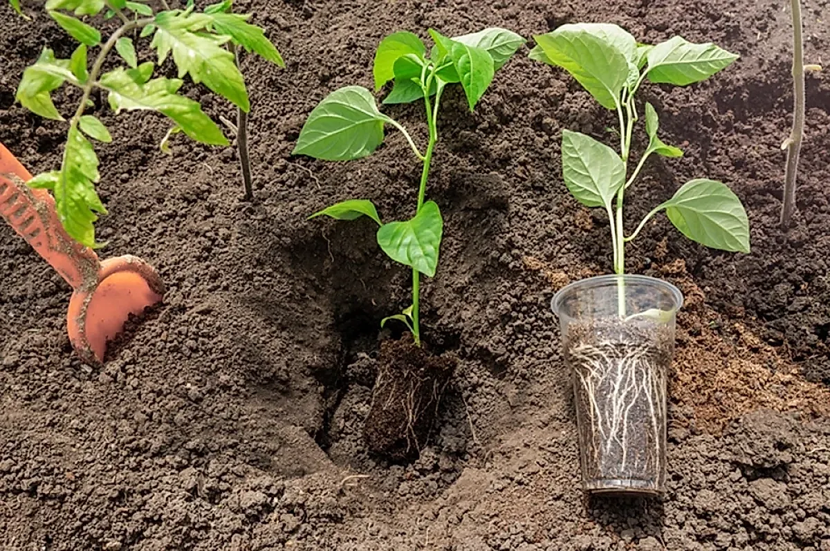 Поздний перец: спасаем урожай