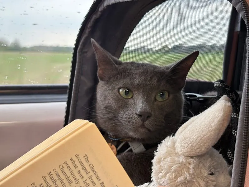 Приключение кота Рафаэля: романтика в Йорке!