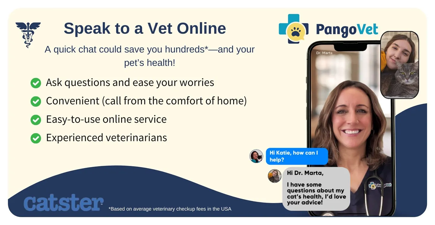 Как кошки воруют носки и прячут свои страдания: умные советы доктора Паолы