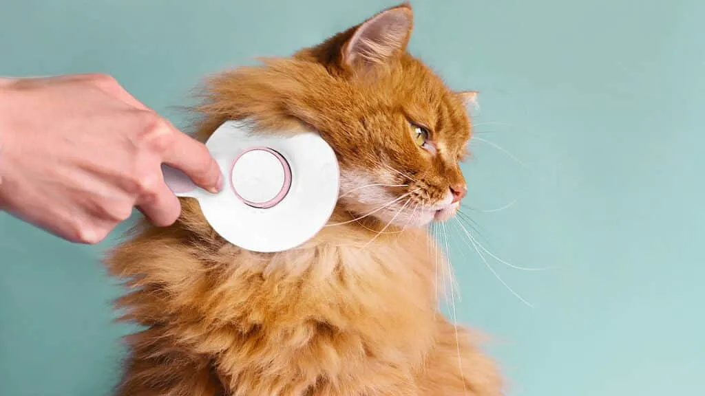 11 лучших щеток для кошек в 2025 году – Обзоры и лучшие рекомендации