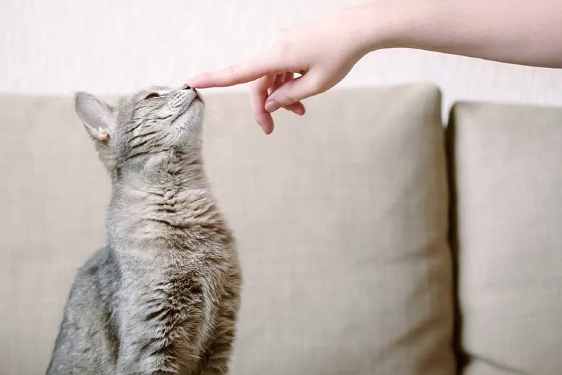Можно ли научить кошек тому, что учат собак?