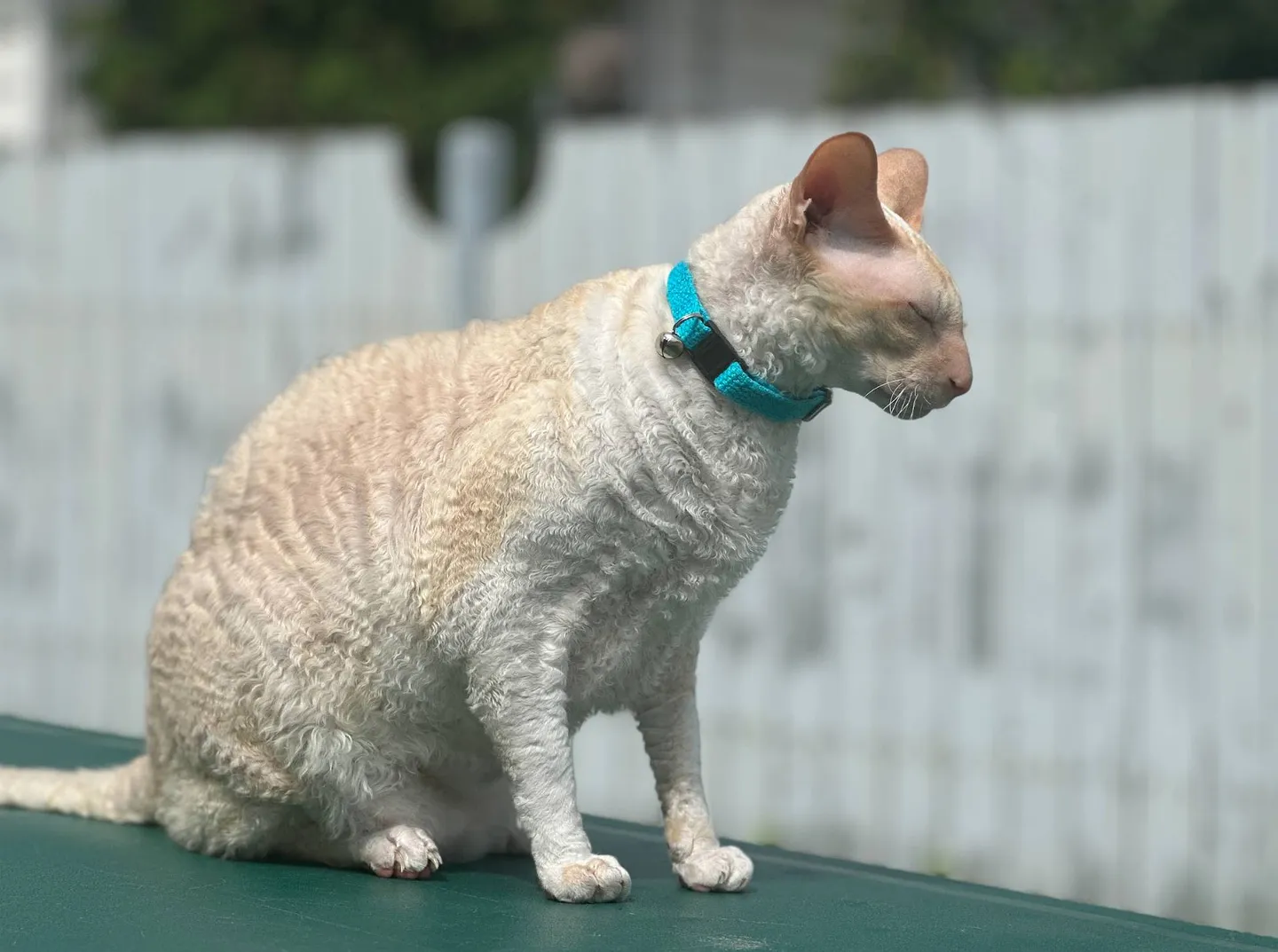 10 лучших кошачьих ошейников в 2024 году