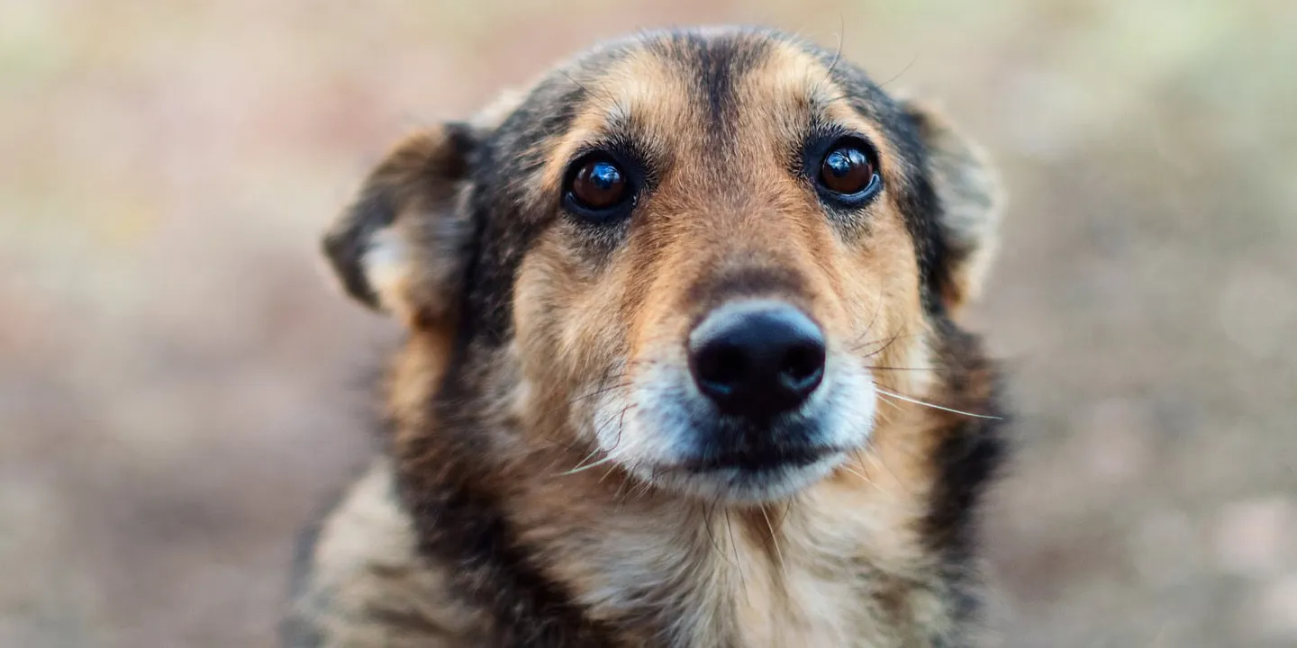Фентанил против братьев меньших: смертельная опасность для домашних любимцев